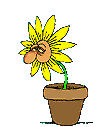 a_blumen11